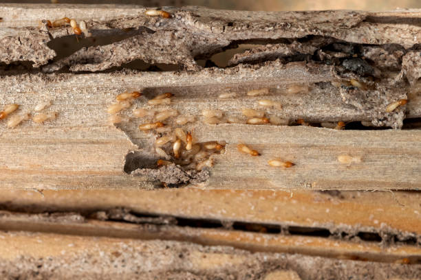 Best Pest Removal Services  in Sewanee, TN